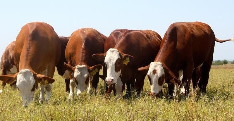 ¿Qué es la ganadería bovina?