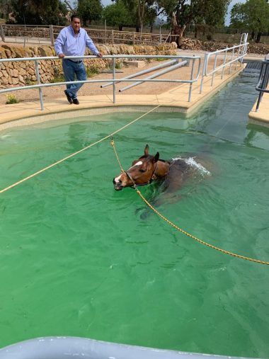 Beneficios de la hidroterapia en caballos