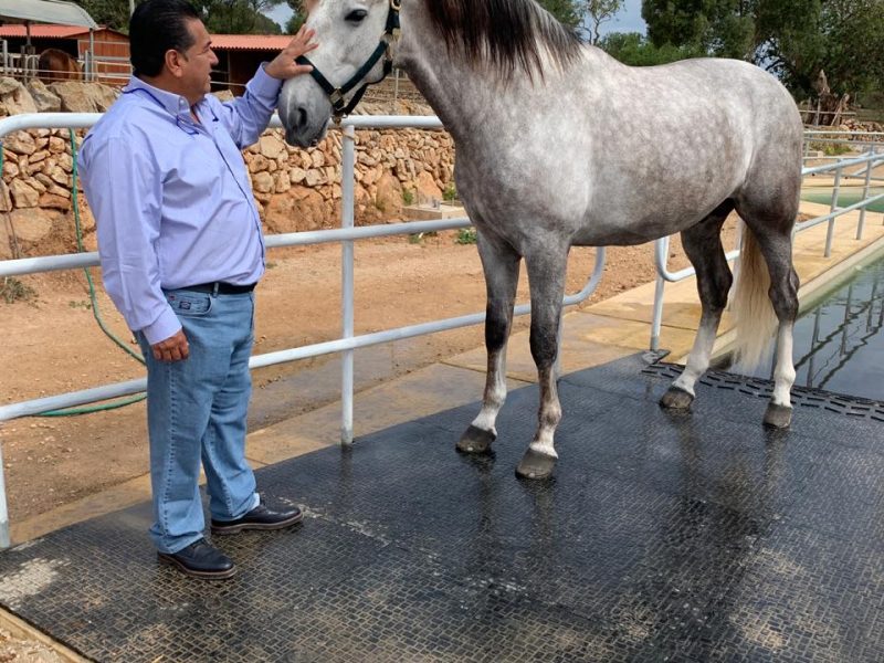 Fidel Sánchez Alayo - deshidratación del caballo