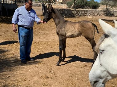 Fidel Sanchez Alayo - caballo de paso peruano