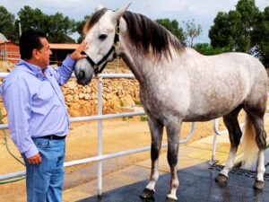paciencia disciplina caballo peruano de paso fidel sanchez