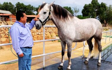 paciencia disciplina caballo peruano de paso fidel sanchez
