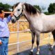 paciencia disciplina caballo peruano de paso fidel sanchez