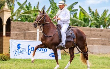 XXII Concurso Sur Peruano del Caballo Peruano de Paso Chincha 2026 fidel sanchez alayo