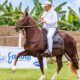 XXII Concurso Sur Peruano del Caballo Peruano de Paso Chincha 2026 fidel sanchez alayo